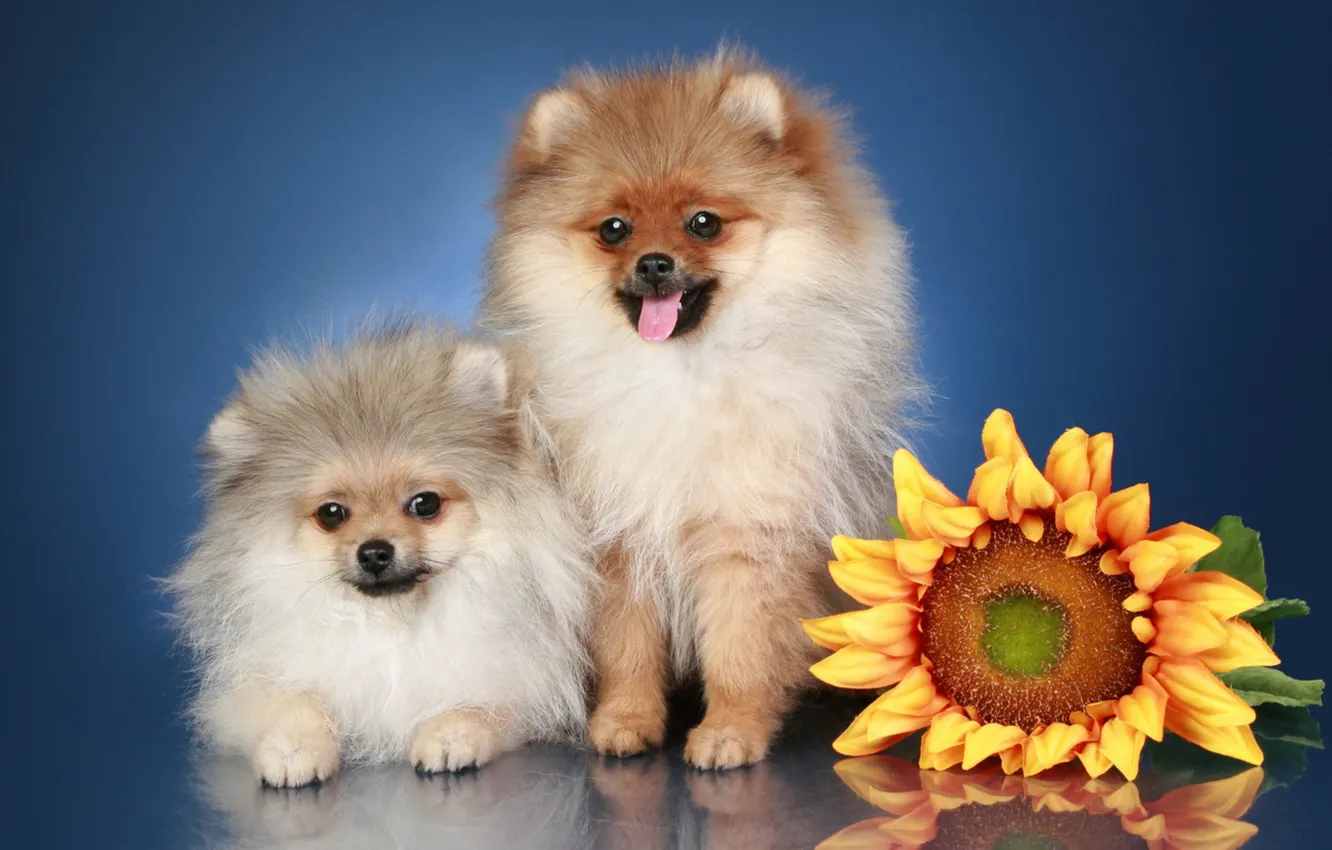 Photo wallpaper sunflowers, flowers, breed, Spitz.dog