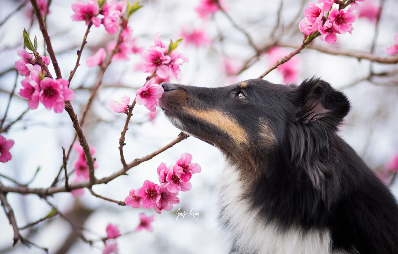 Photo wallpaper dog, spring, garden