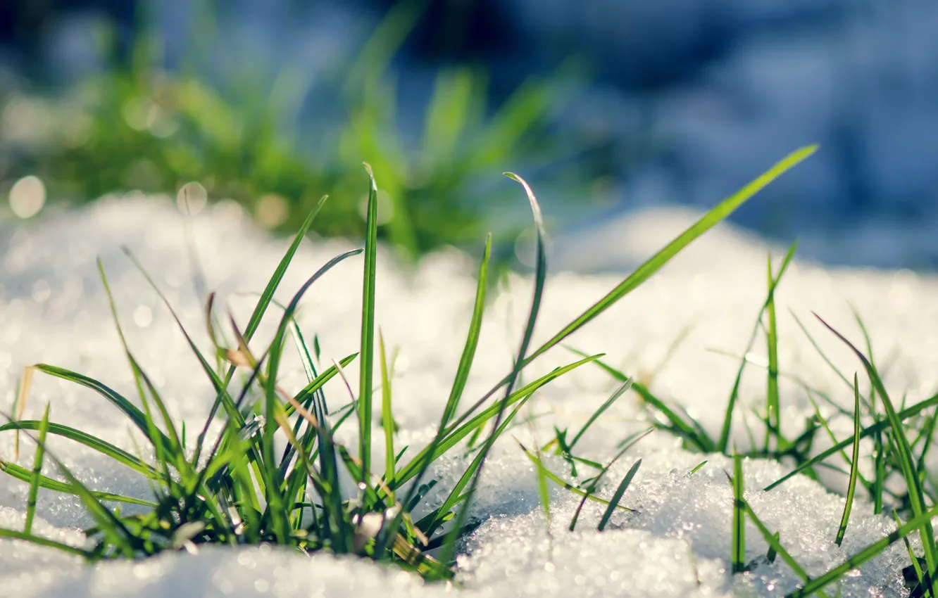 Photo wallpaper grass, snow, spring, spring