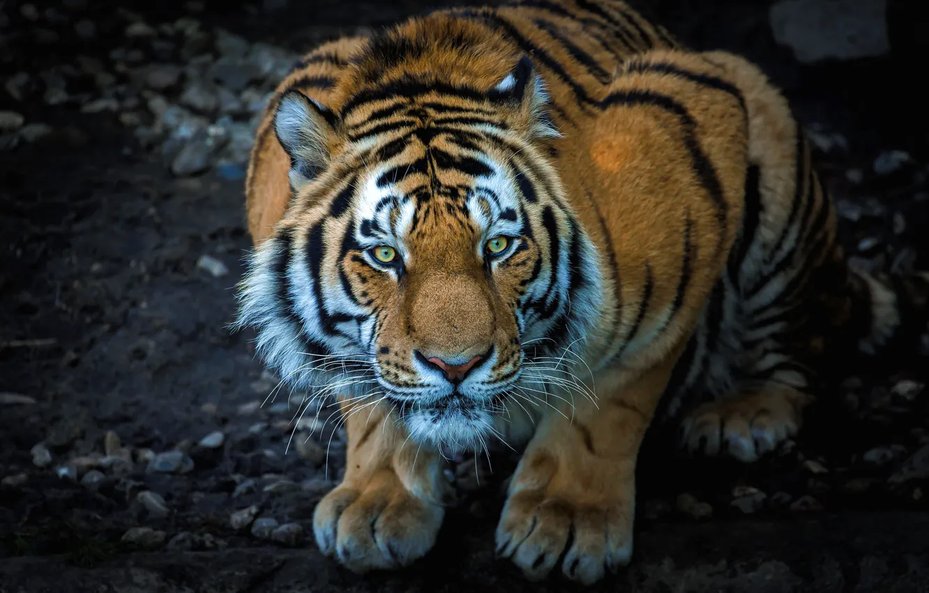 Photo wallpaper look, face, tiger, pose, pebbles, the dark background, stones, paws