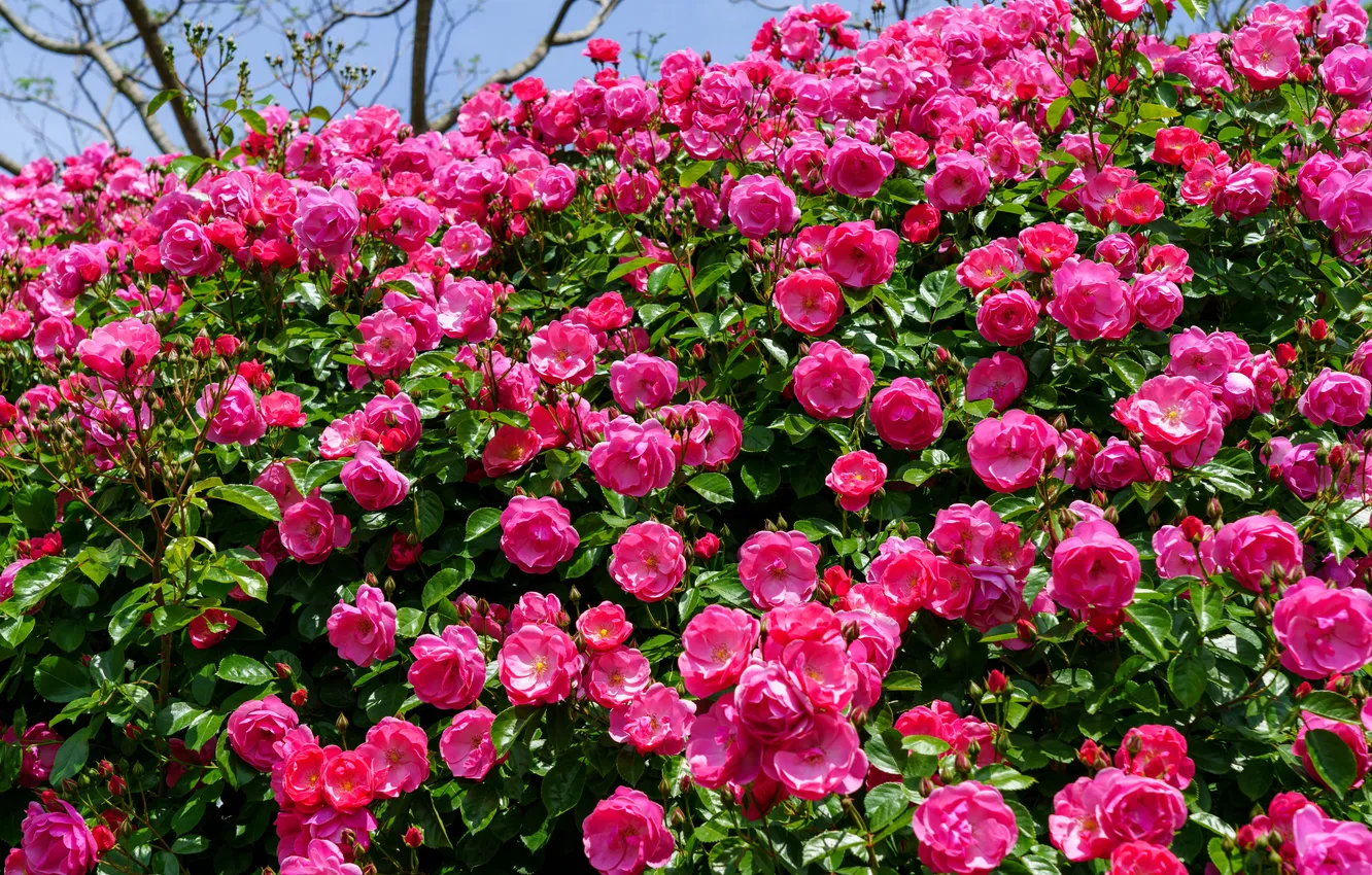 Photo wallpaper summer, flowers, roses, garden, pink, flowering, a lot, rose Bush