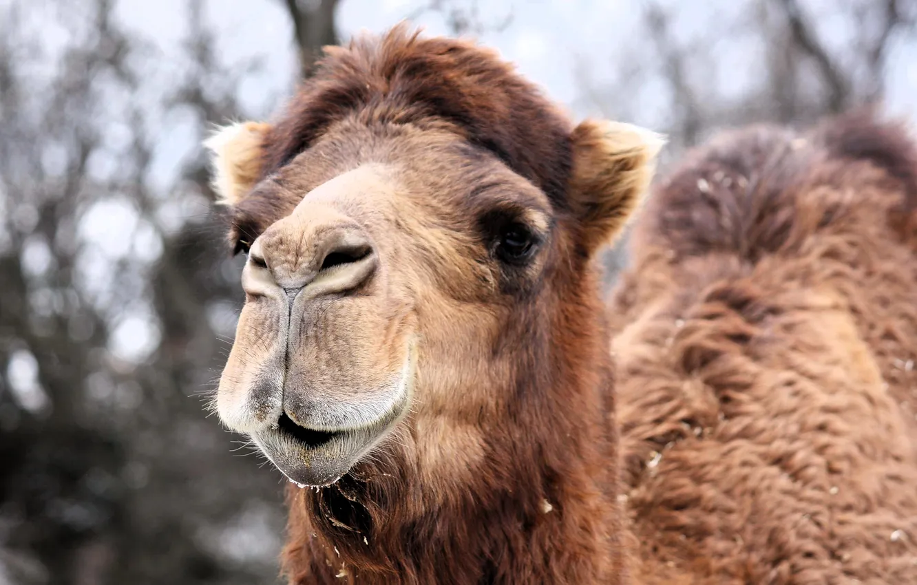 Photo wallpaper winter, face, snow, trees, head, camel, double-humped