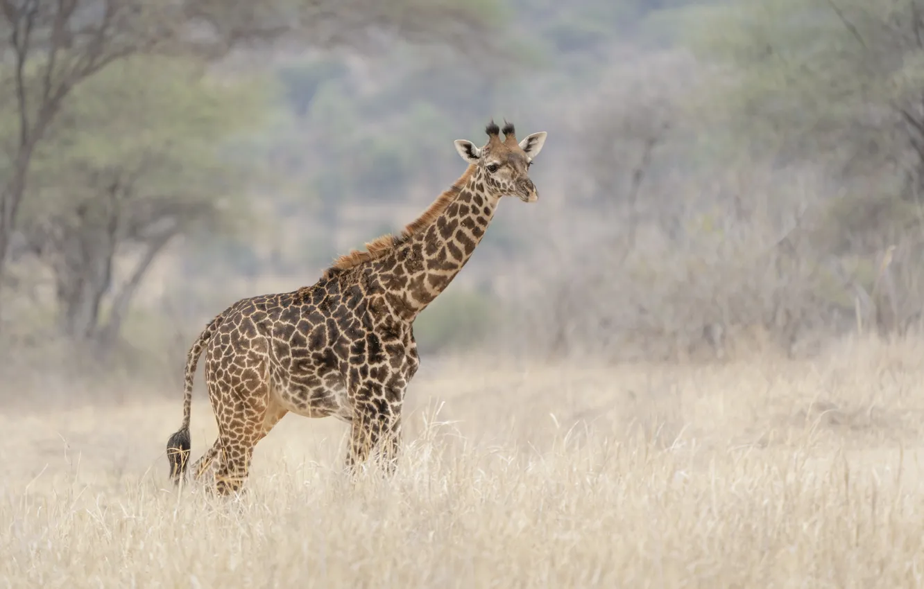 Photo wallpaper grass, nature, giraffe, high