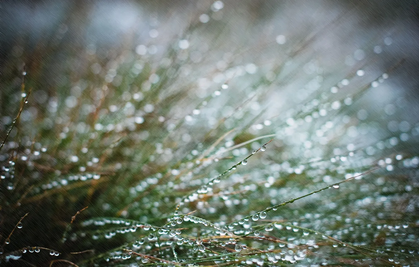 Photo wallpaper grass, drops, macro, rain
