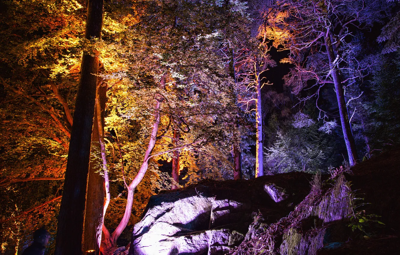 Photo wallpaper light, trees, night, lights, Park, stones