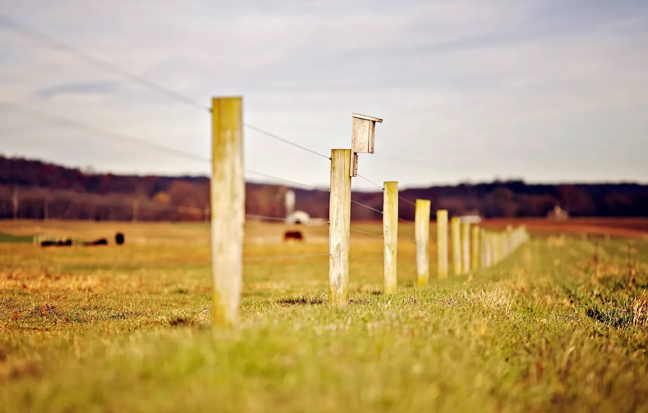 Photo wallpaper greens, grass, nature, background, Wallpaper, the fence, blur, the fence