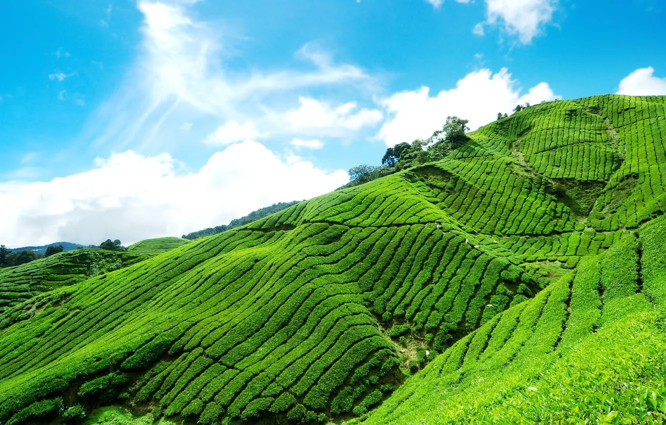 Photo wallpaper the sky, clouds, blue, slope, tea, mountain, plantation, Tea plantation