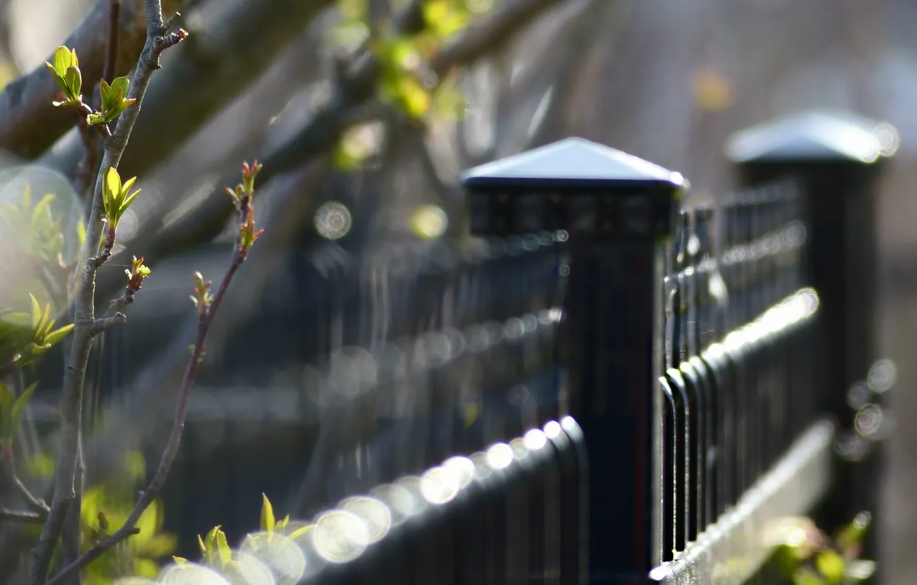 Photo wallpaper the city, the fence, branch, spring, blur