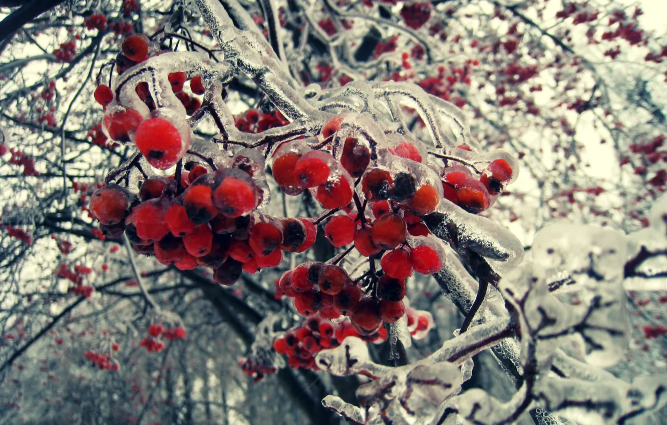 Photo wallpaper ice, winter, trees, branches, red, berries, fruit, bunch