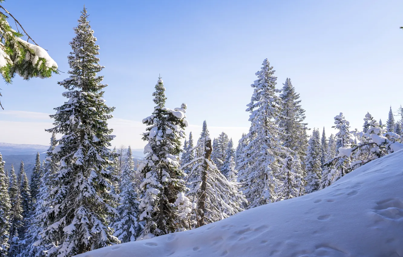 Photo wallpaper winter, forest, snow, pine, Bashkiria, crimson mountain