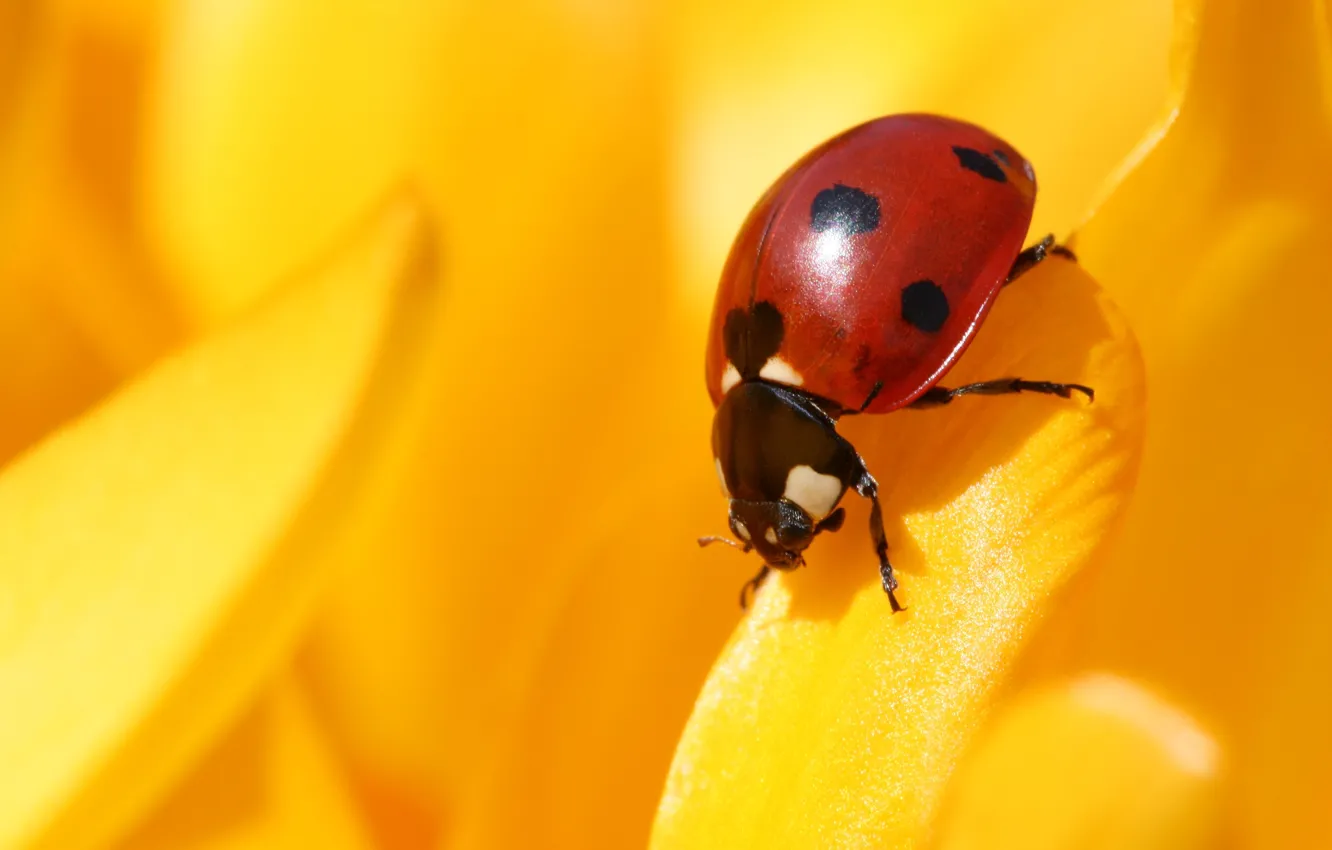 Photo wallpaper insect, yellow background, God's Korovka