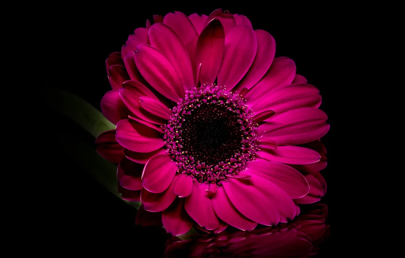 Photo wallpaper macro, petals, gerbera