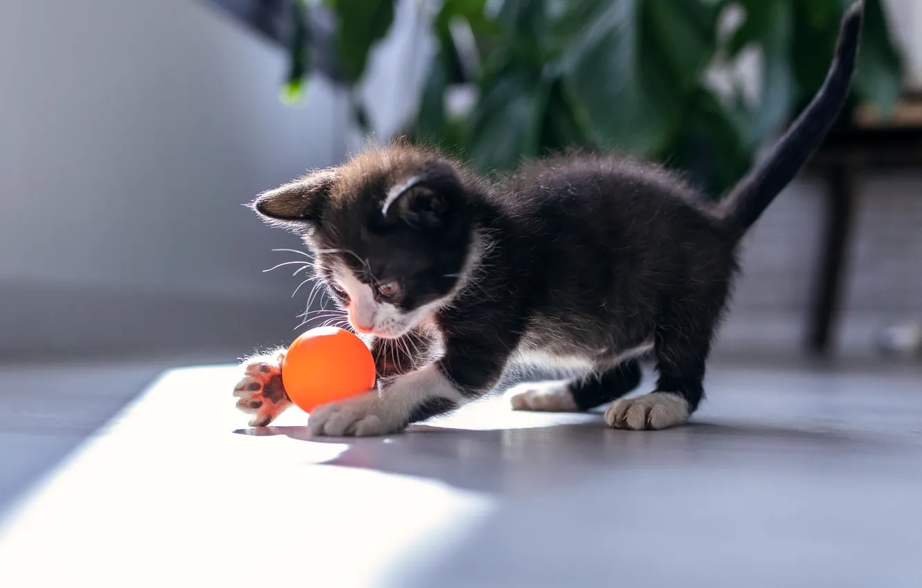 Photo wallpaper cat, black, the game, the ball, kitty