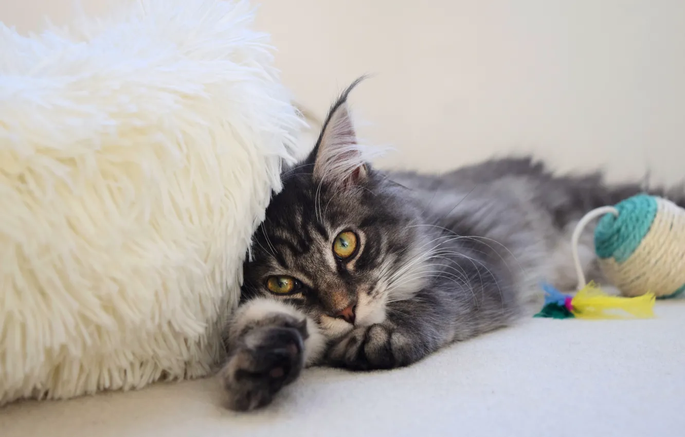 Photo wallpaper cat, cat, look, face, tangle, pose, grey, toy