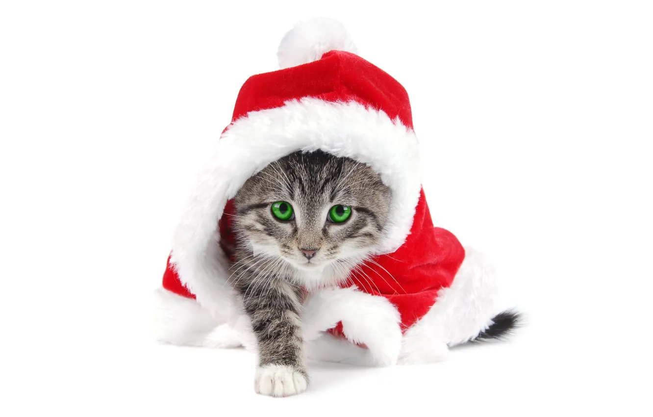 Photo wallpaper white background, kitty, new year