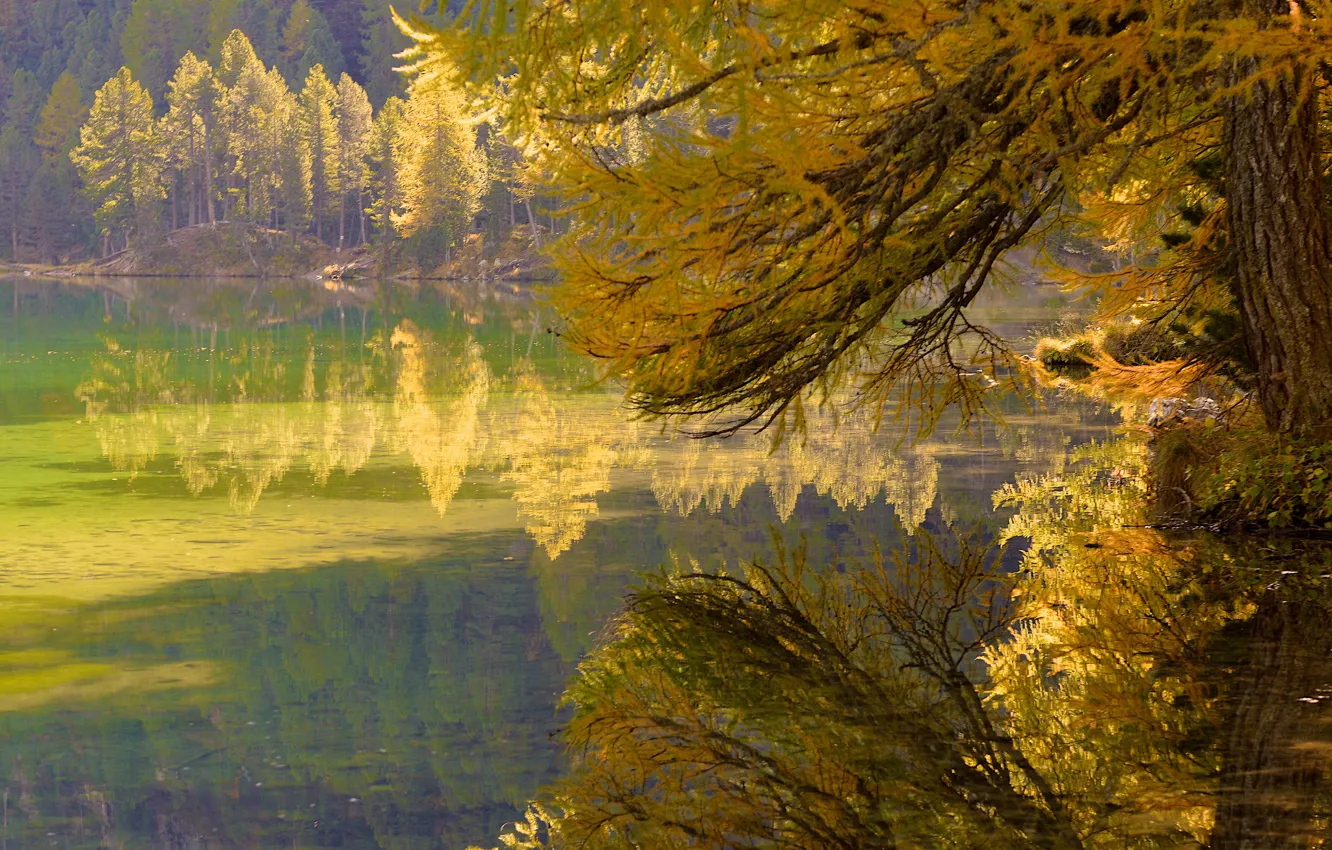 Photo wallpaper autumn, forest, leaves, trees, branches, lake