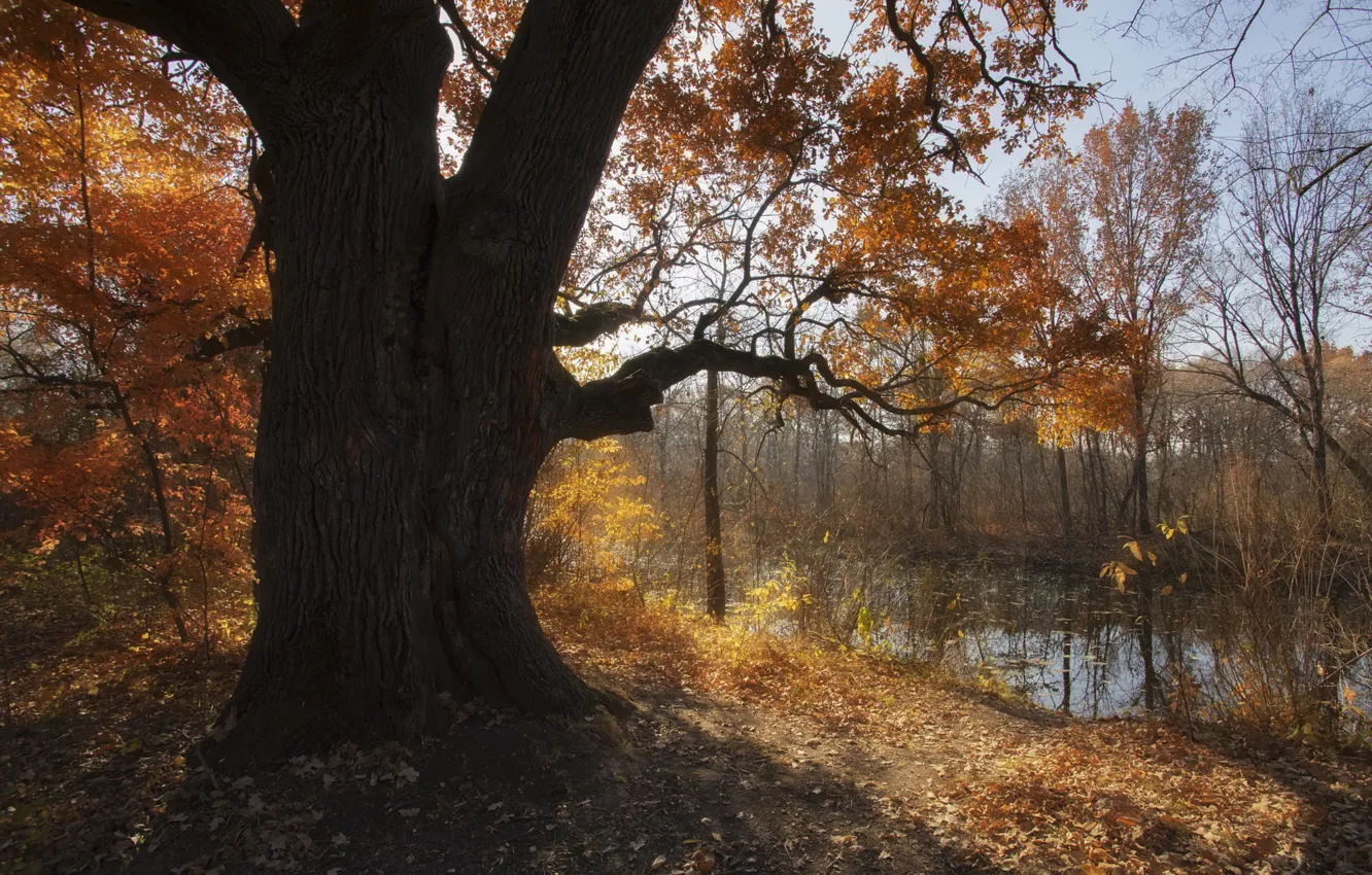 Photo wallpaper autumn, forest, light, trees, branches, pond, tree, shore