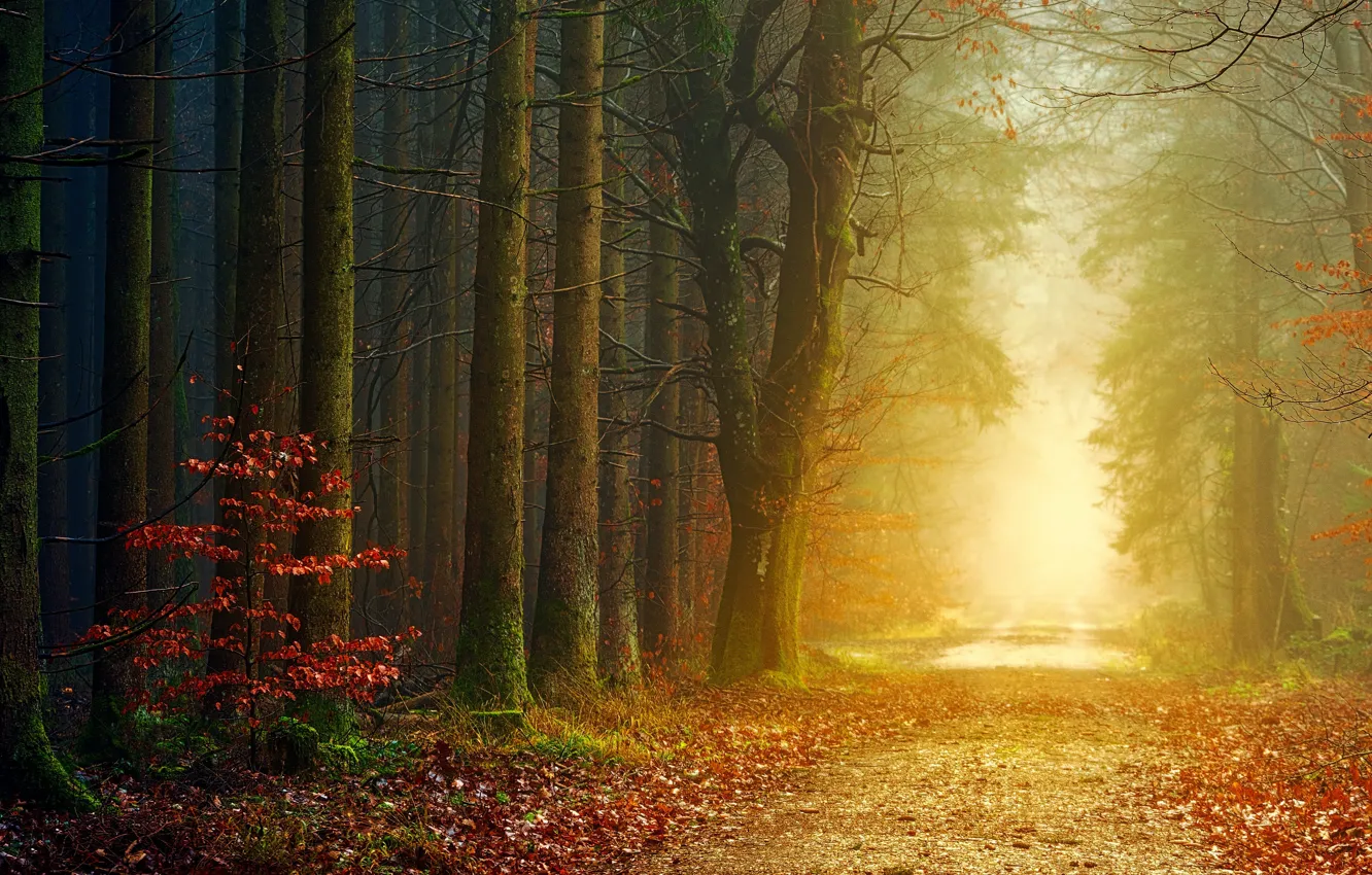 Photo wallpaper road, autumn, forest, light, trees, branches, fog, Park