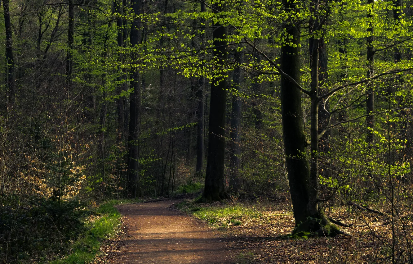 Photo wallpaper forest, summer, trees, path