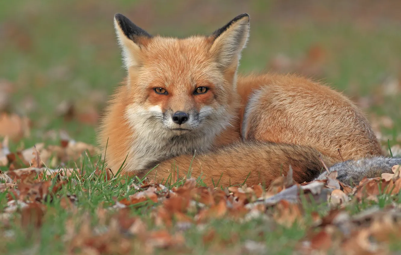 Photo wallpaper autumn, look, leaves, pose, Fox, lies, red, Fox
