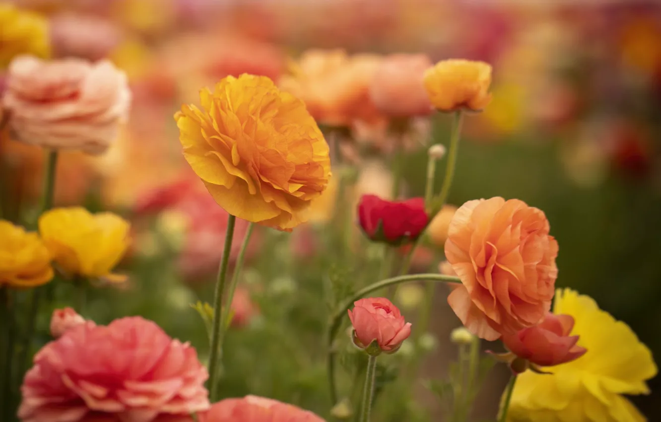 Photo wallpaper flowers, flowering, buttercups