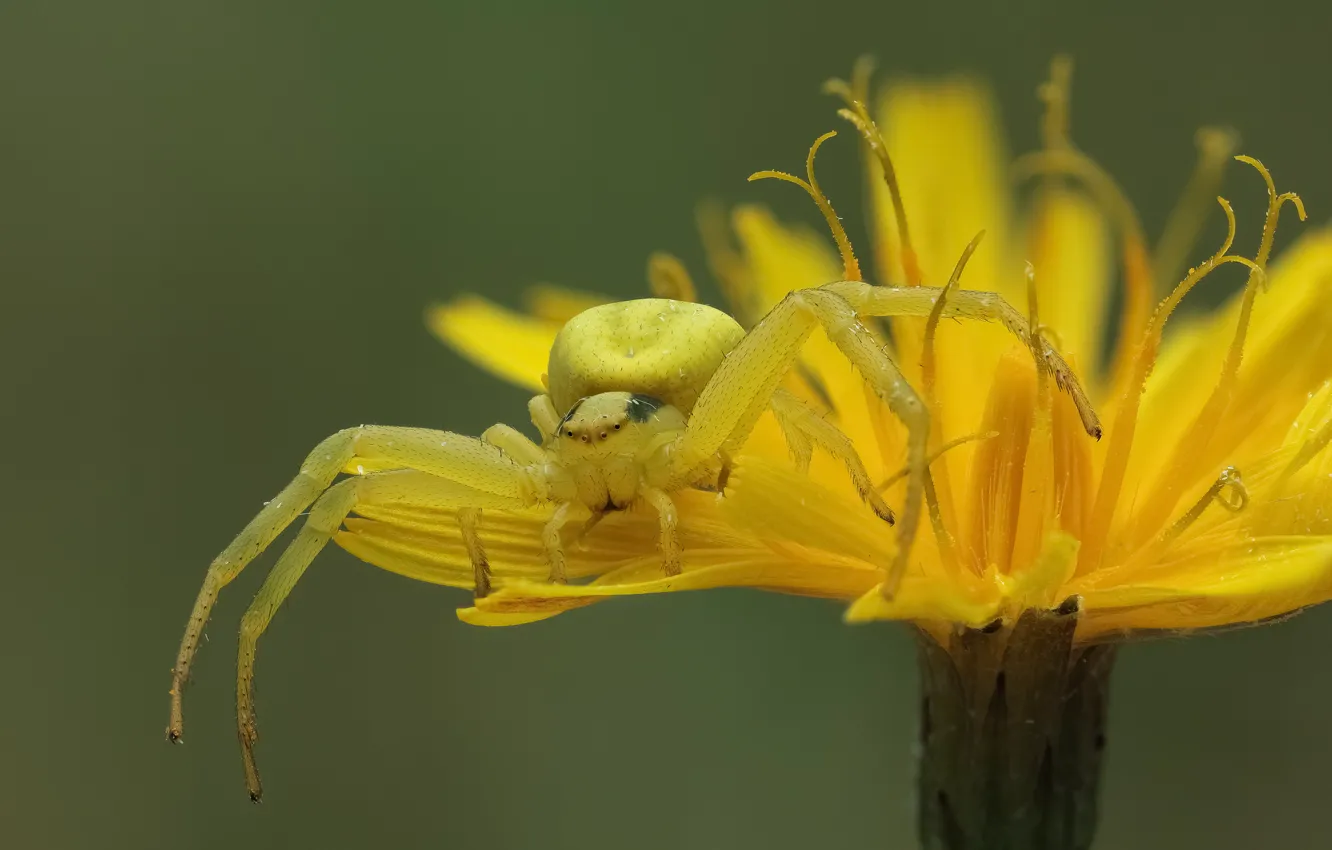 Photo wallpaper macro, yellow, background, dandelion, spider