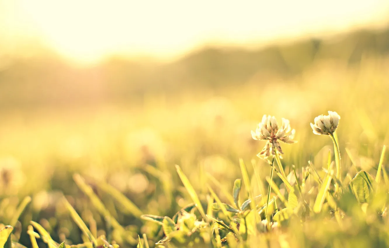 Photo wallpaper greens, flower, grass, the sun, macro, flowers, background, pink