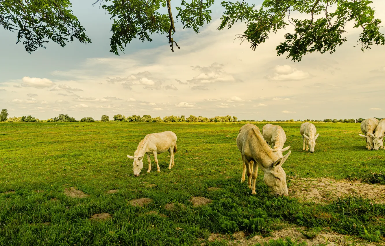 Photo wallpaper greens, field, summer, the sky, grass, clouds, branches, pasture