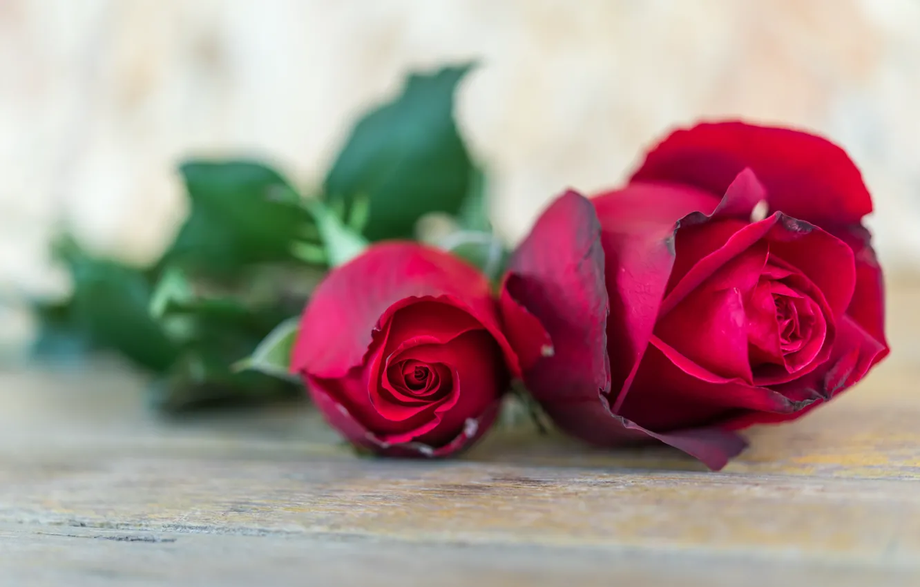 Photo wallpaper flowers, roses, Bud, red, red, red rose, wood, flowers