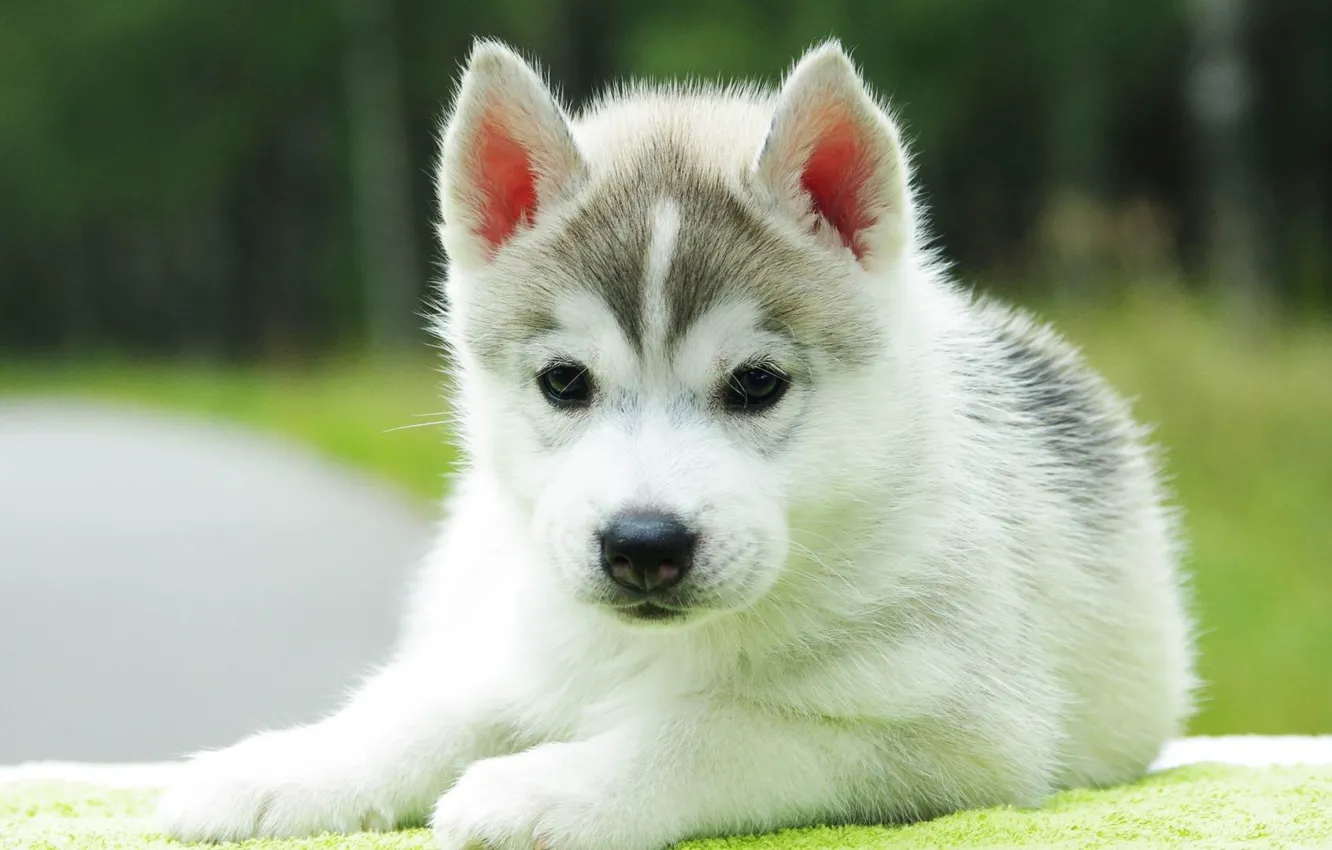 Photo wallpaper baby, puppy, husky
