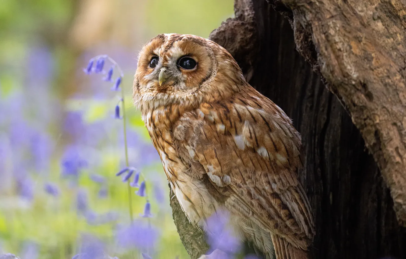 Photo wallpaper trees, flowers, nature, pose, owl, bird, bells, the hollow