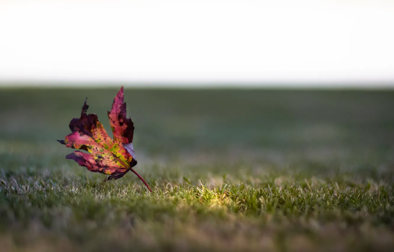 Photo wallpaper autumn, grass, sheet