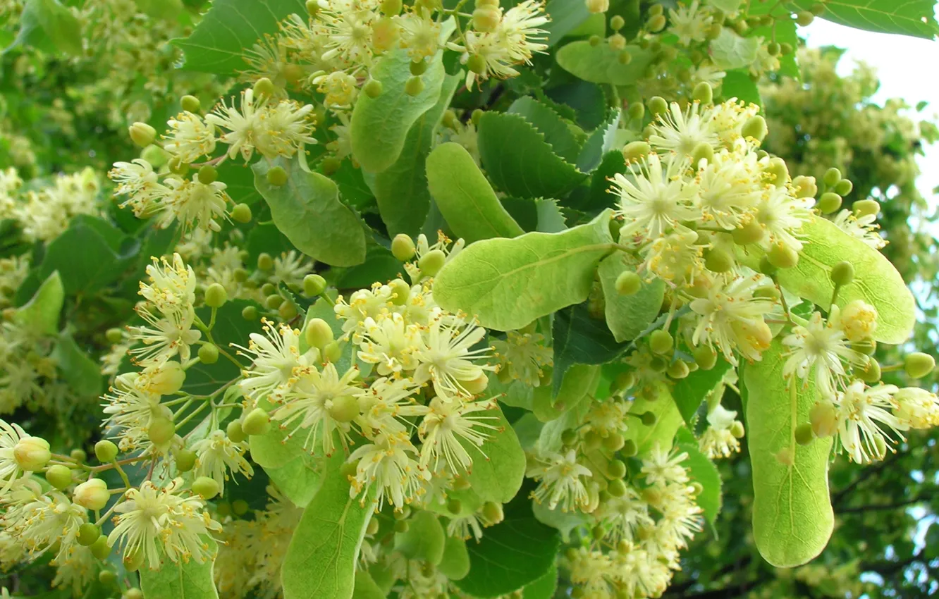 Photo wallpaper leaves, trees, Linden Flowers