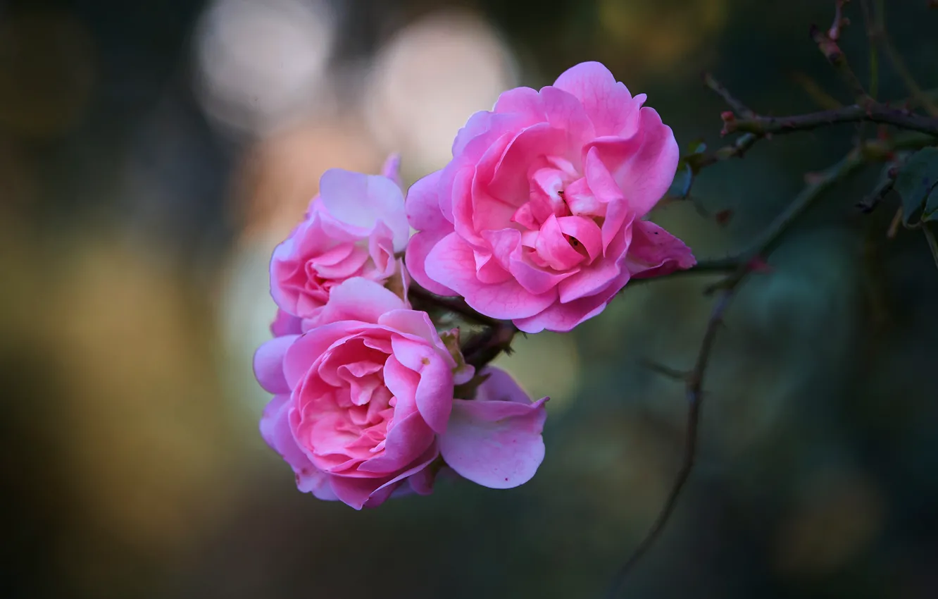 Photo wallpaper flowers, background, branch, garden, pink, buds, bokeh, roses