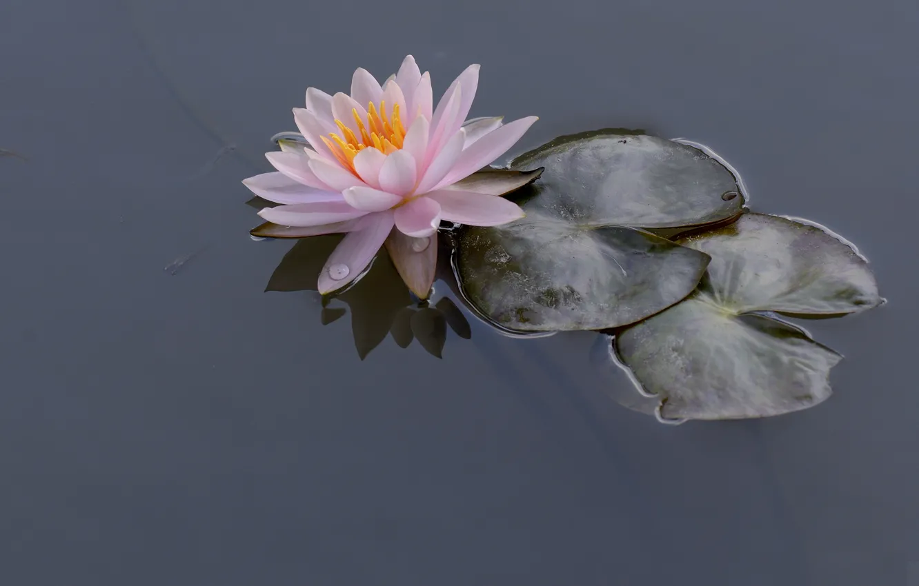 Photo wallpaper leaves, water, Lily, Nymphaeum, water Lily
