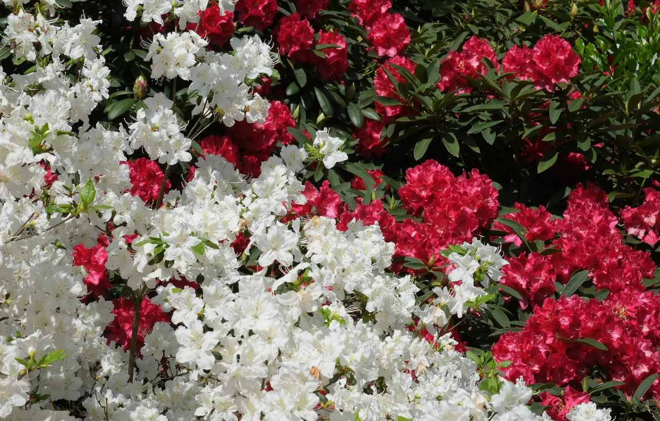 Photo wallpaper white, red, Azalea