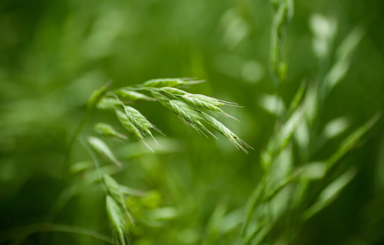 Photo wallpaper macro, blur, ears