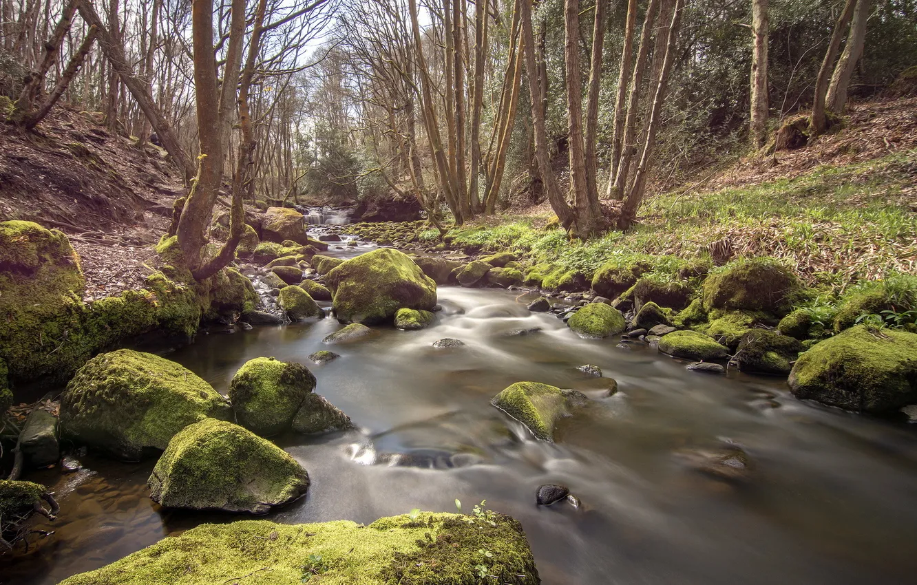 Photo wallpaper forest, landscape, nature, river