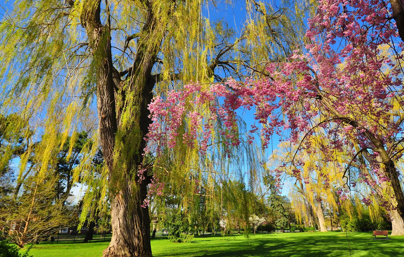 Photo wallpaper trees, Park, spring, garden, flowering, bench, IVA