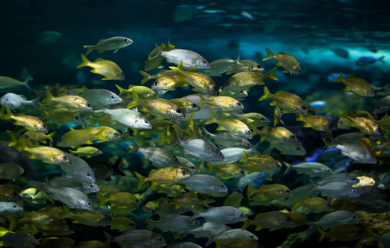 Photo wallpaper water, nature, fish