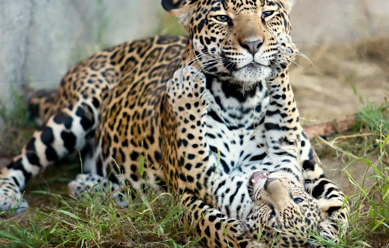 Photo wallpaper predator, Jaguar, kitty, motherhood, a baby Jaguar