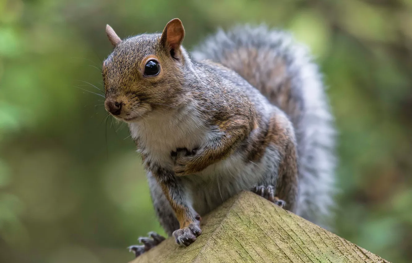 Photo wallpaper protein, rodent, pet