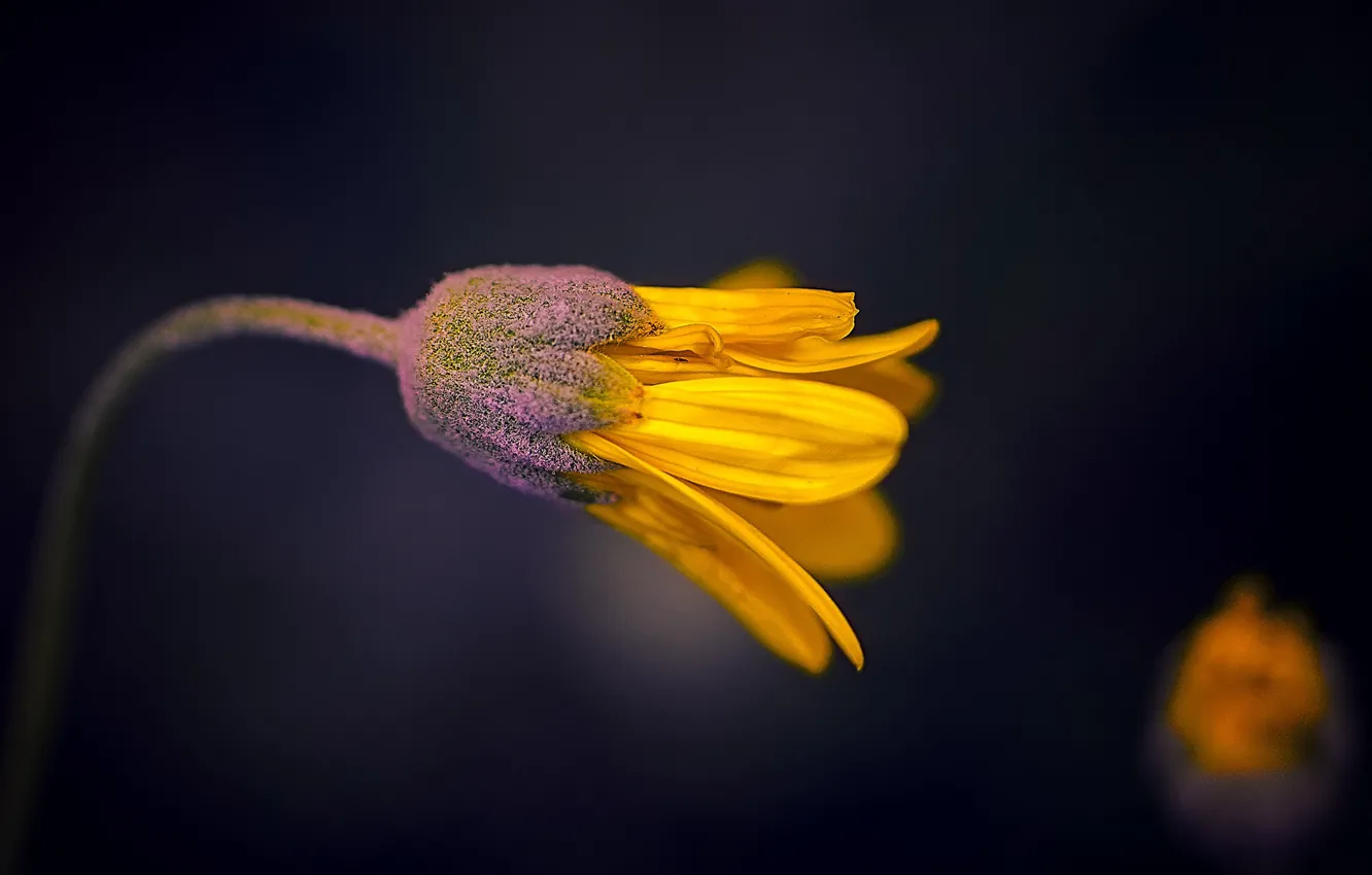 Photo wallpaper macro, yellow, petals, stem, buds