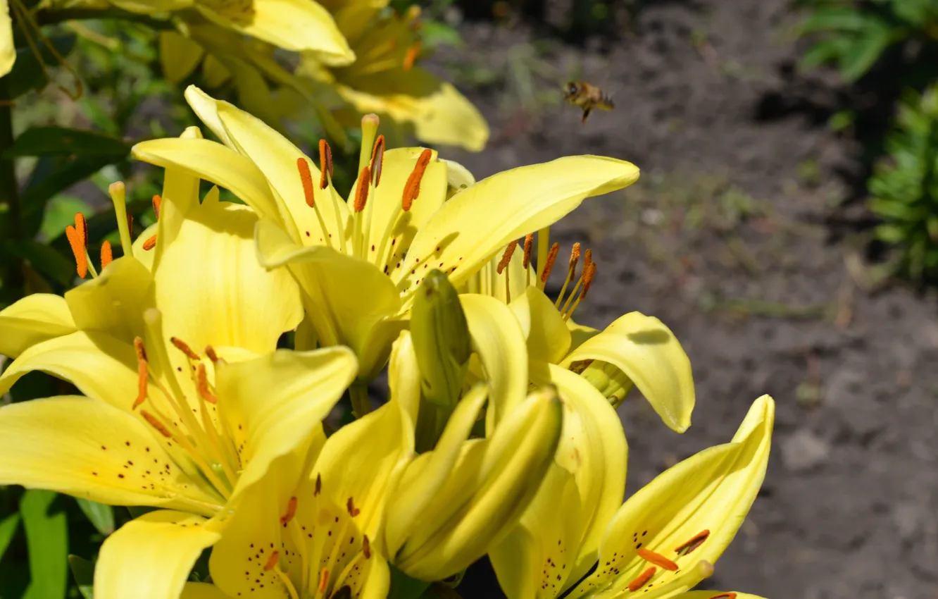 Photo wallpaper bee, Flowers, yellow