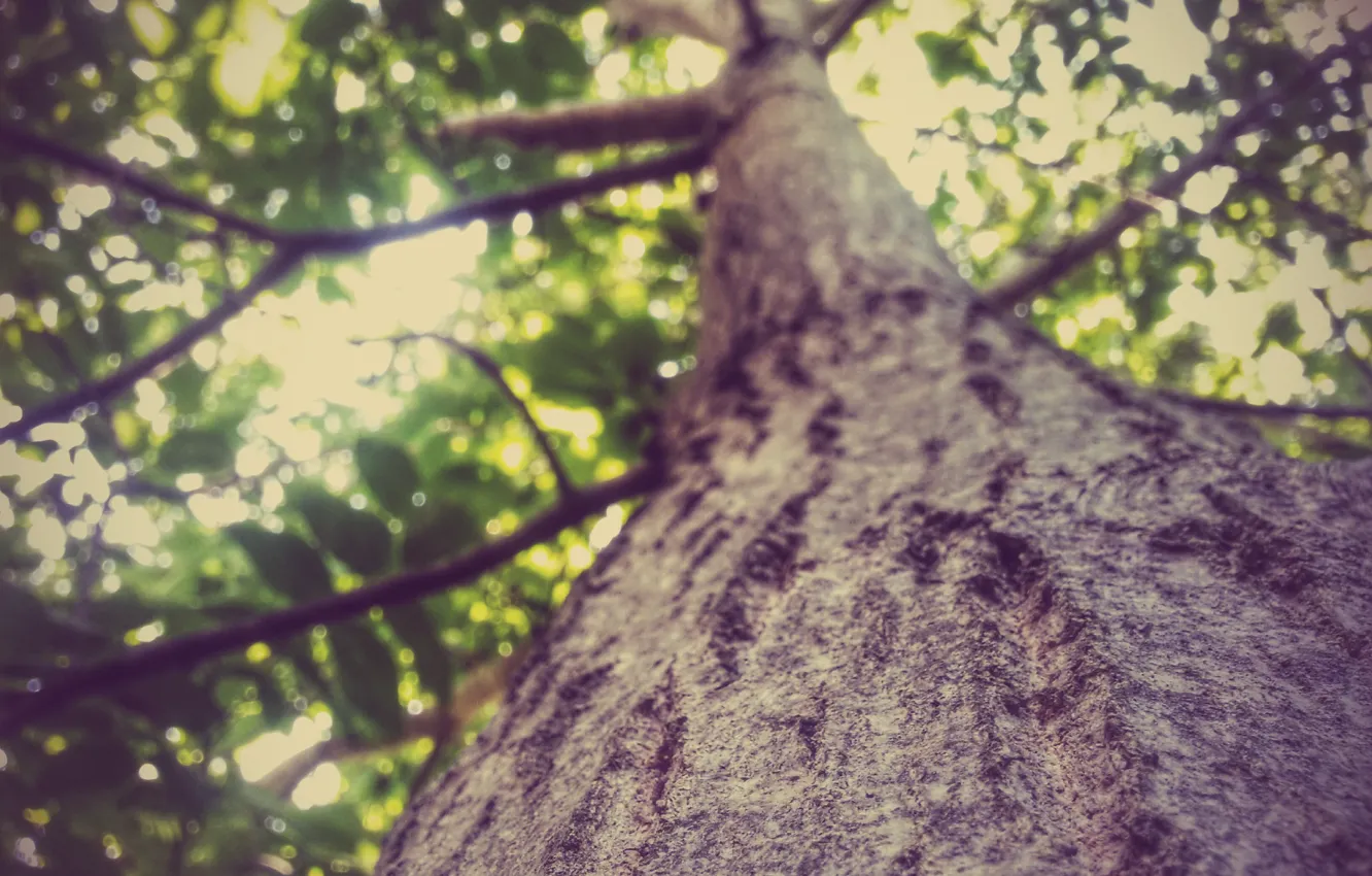 Photo wallpaper forest, summer, trees, nature, blur, bark