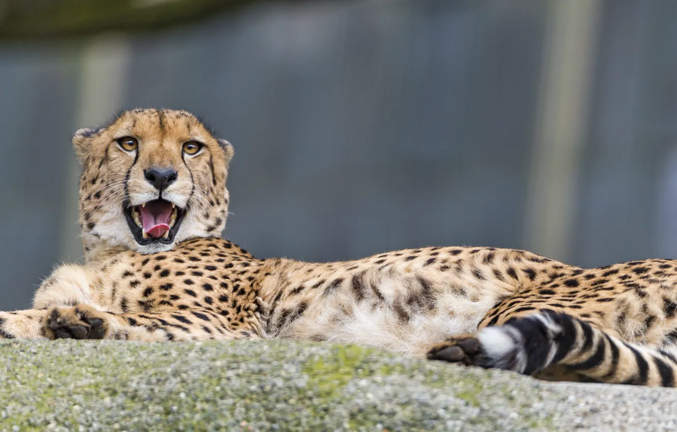 Photo wallpaper language, cat, stay, Cheetah, ©Tambako The Jaguar
