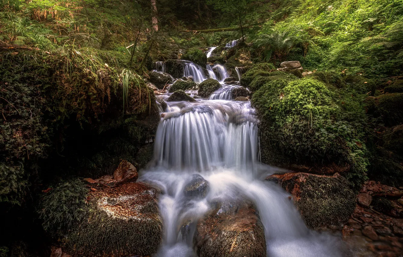Photo wallpaper greens, forest, stones, thickets, shore, waterfall, moss, stream