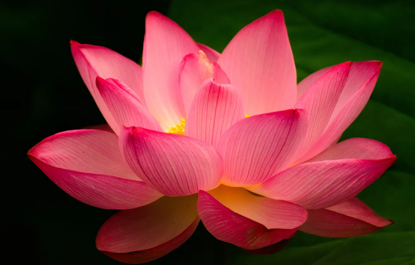 Photo wallpaper macro, flowers, petals, Lotus