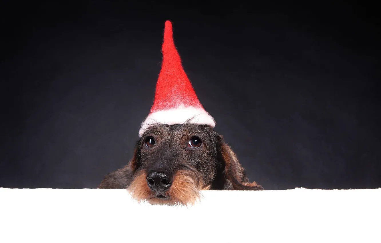 Photo wallpaper face, background, holiday, new year, portrait, Christmas, dog, puppy