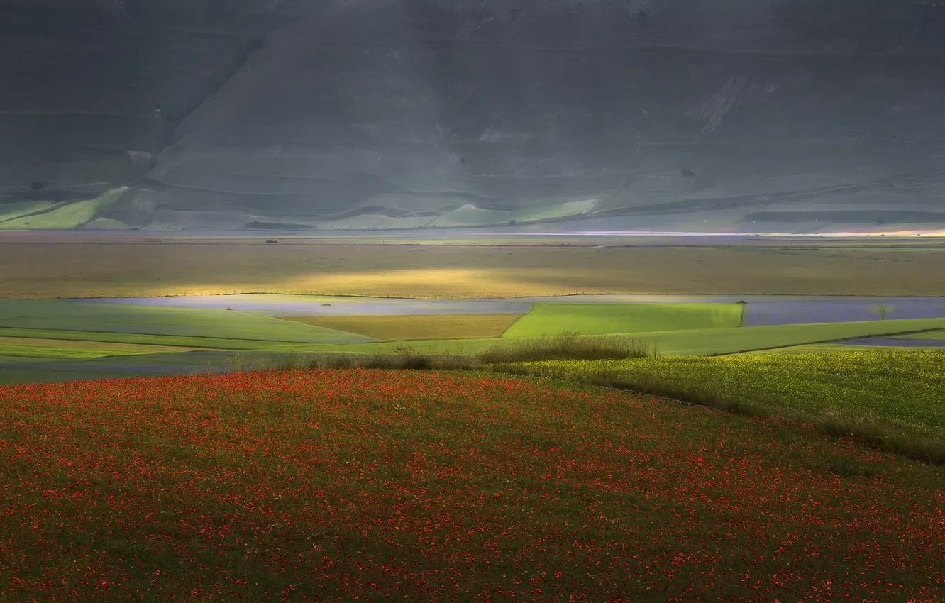 Photo wallpaper landscape, flowers, nature, field, Maki